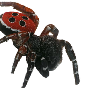 Spider PNG image