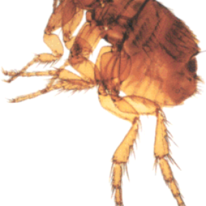 Flea PNG