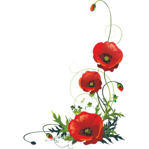 Poppy PNG flower