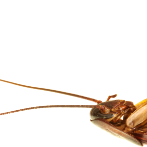 Roach PNG