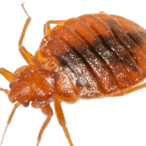Bed bug PNG