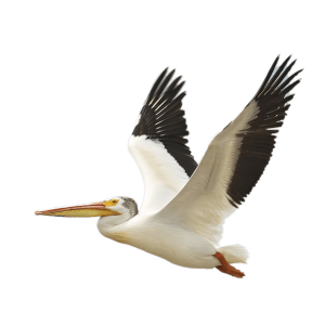 Pelican PNG