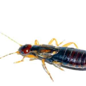 Earwig PNG