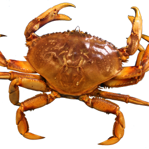 Crab PNG