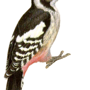 Woodpecker PNG