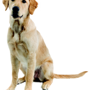Labrador Retriever PNG