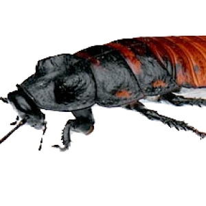 Roach PNG