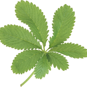 Green leaf PNG