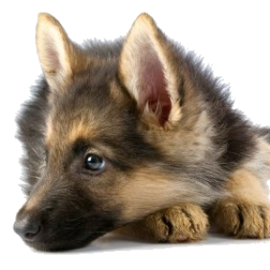 dog PNG image