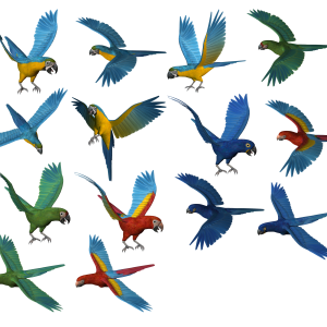 Parrot PNG images, free download