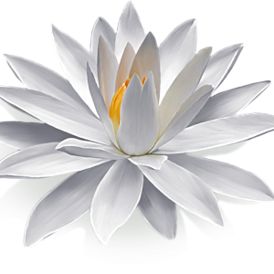 Lotus flower PNG