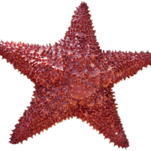 Starfish PNG