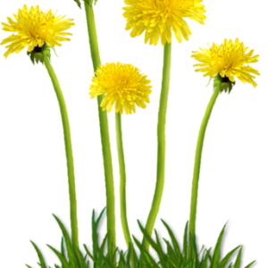 Dandelions PNG