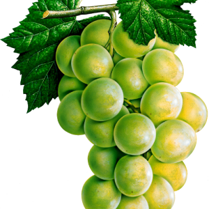 Grape PNG image download, free picture