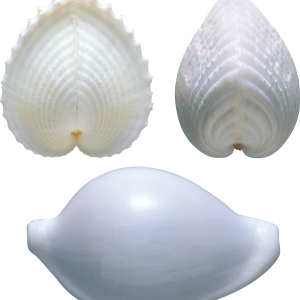 Seashell PNG