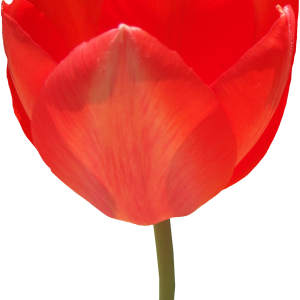 Red tulip PNG image