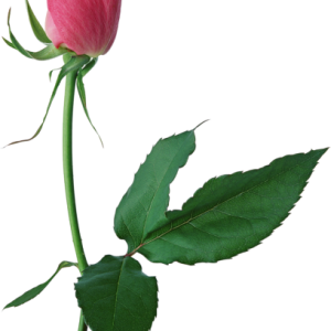 Rose PNG