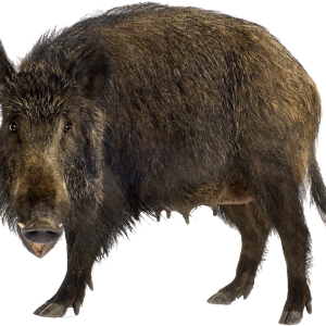 Boar PNG