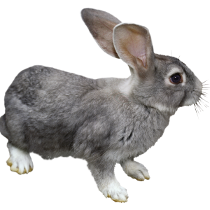 rabbit PNG