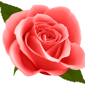 Rose PNG