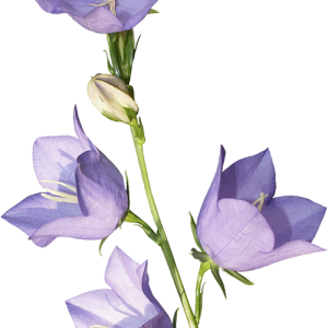 Bellflower PNG