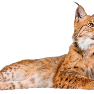 Lynx PNG