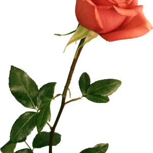 Rose PNG