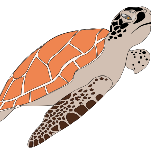 Turtle PNG