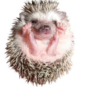 Hedgehog PNG