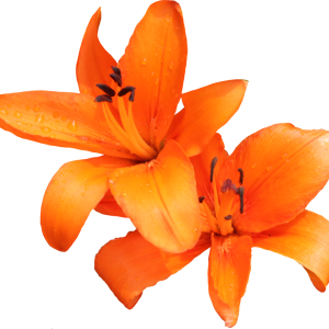 Lilium PNG