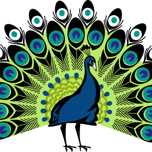 Peacock PNG