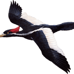 Woodpecker PNG