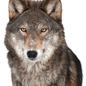 Wolf PNG
