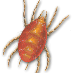 Tick insect PNG