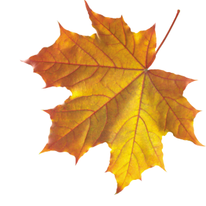 autumn PNG leaf