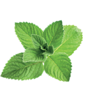 Pepermint PNG