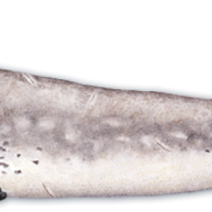 Harbor seal PNG