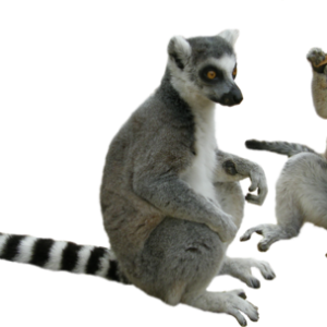 Lemur PNG