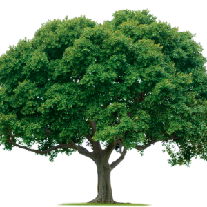 tree png image, free download, picture