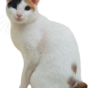 White cat with spot PNG