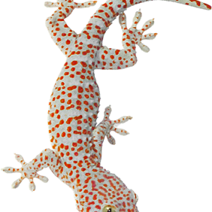 Gecko PNG