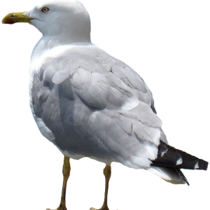 Gull PNG