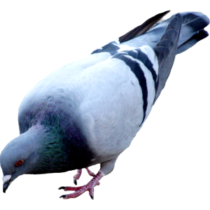 Pigeon PNG