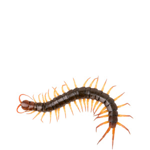 Centipede PNG