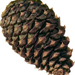 Pine cone PNG
