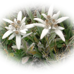 Edelweiss PNG