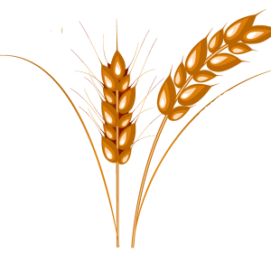 Wheat PNG