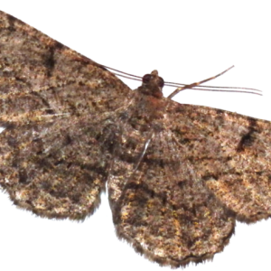 Moth PNG