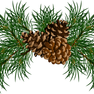 Pine cone PNG