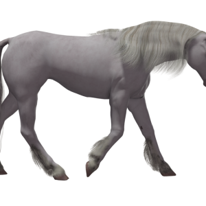 Unicorn PNG